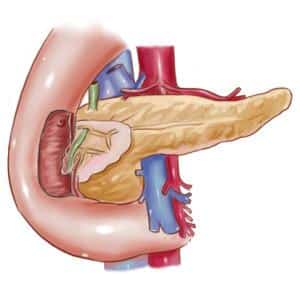 pancreas-image